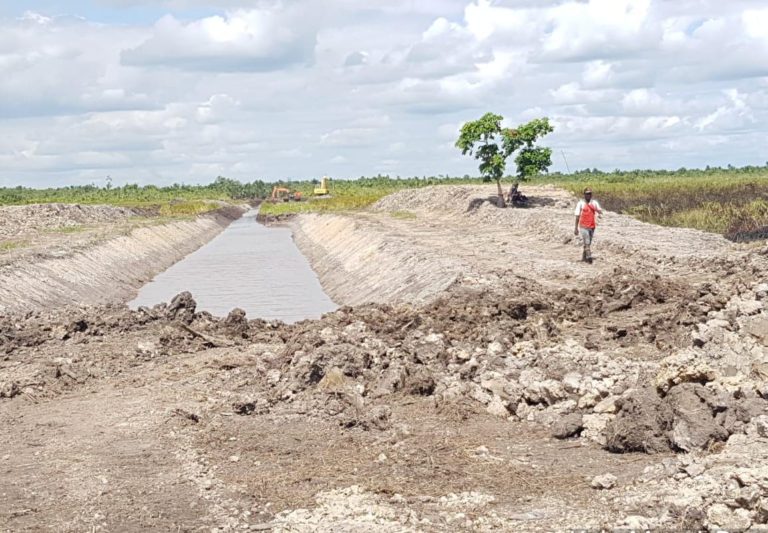 Bangun Pertanian Papua, Pemerintah Garap Lahan Rawa