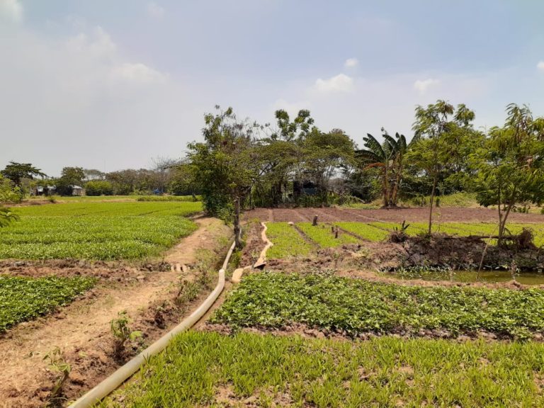 Petani Cilincing Manfaatkan Lahan Tidur untuk Tanam Cabai