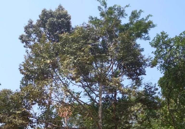 Kementan Wujudkan Kawasan Korporasi Buah Berdaya Saing