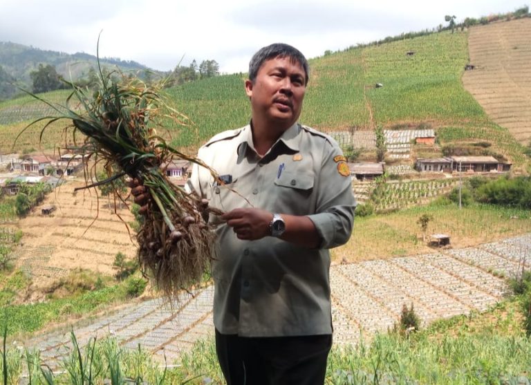 Kiat Sukses Tanam Bawang Putih