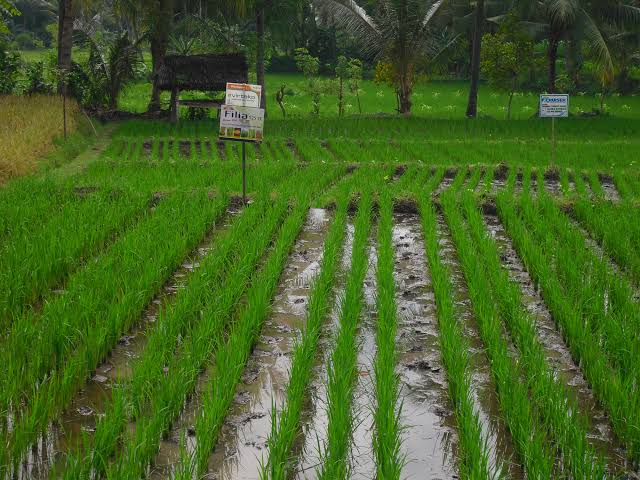 Kementan Ajak Petani Tanam Padi Sehat