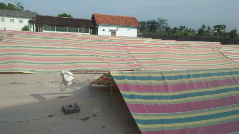 Balai Benih Padi di Bantul Berhasil Membuat Terobosan Pengeringan Benih