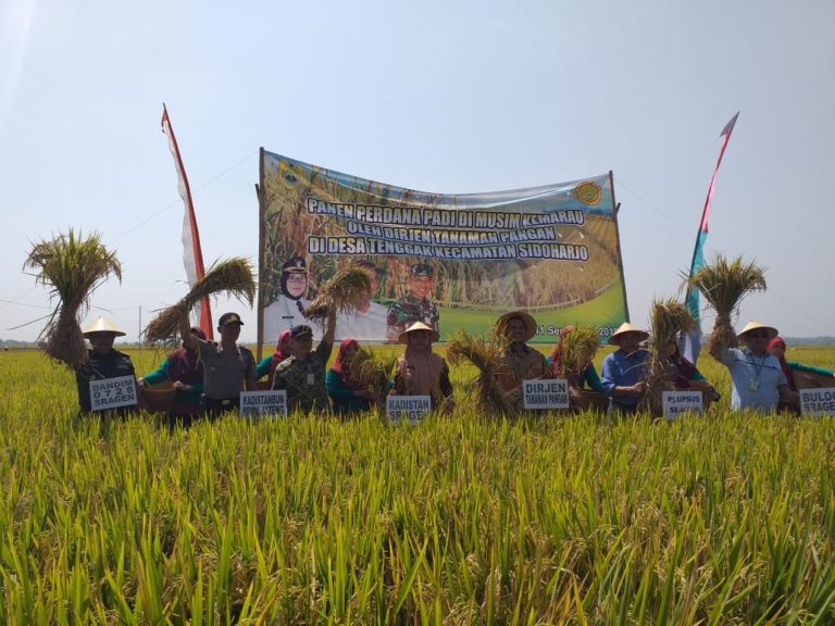 Musim Kemarau, Petani Sragen Panen Padi 9,4 Ton Per Hektar