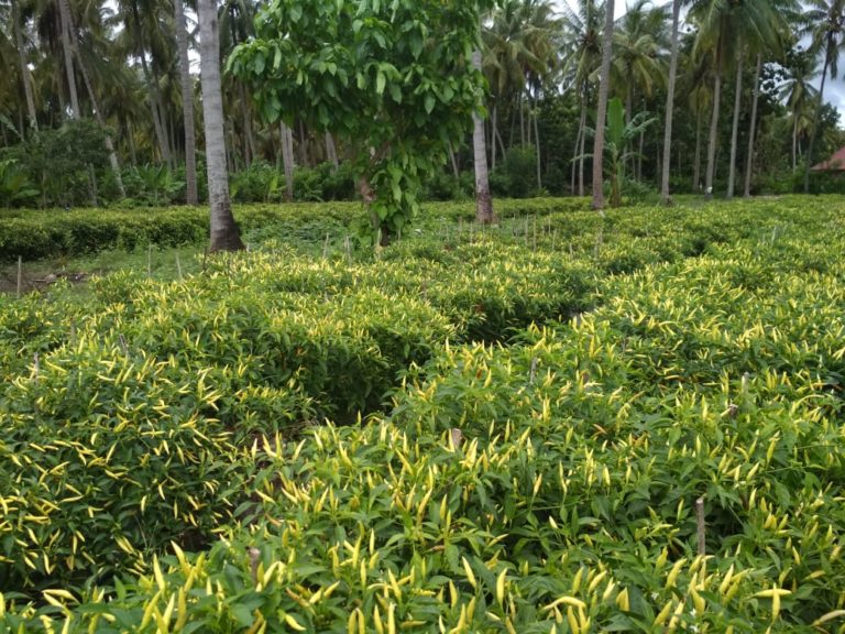 Kementan Harmonisasikan Indonesia GAP dengan ASEAN GAP Guna Tingkatkan Ekspor Hortikultura