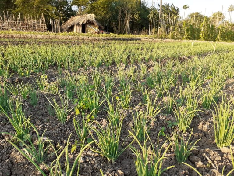 Kementan Kembangkan Kawasan Bawang Merah di Timur Indonesia  MONITOR