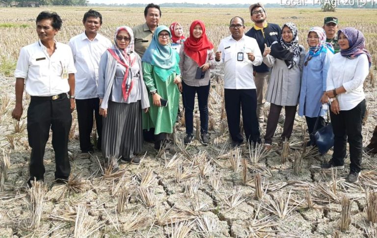 Kementan Terus Dorong Pendampingan Pengembangan Korporasi Petani Padi
