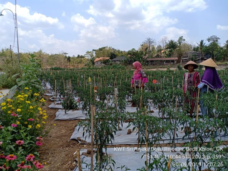 Kemarau Panjang, Petani Cabai Gunung Kidul Andalkan Sumur Pantek