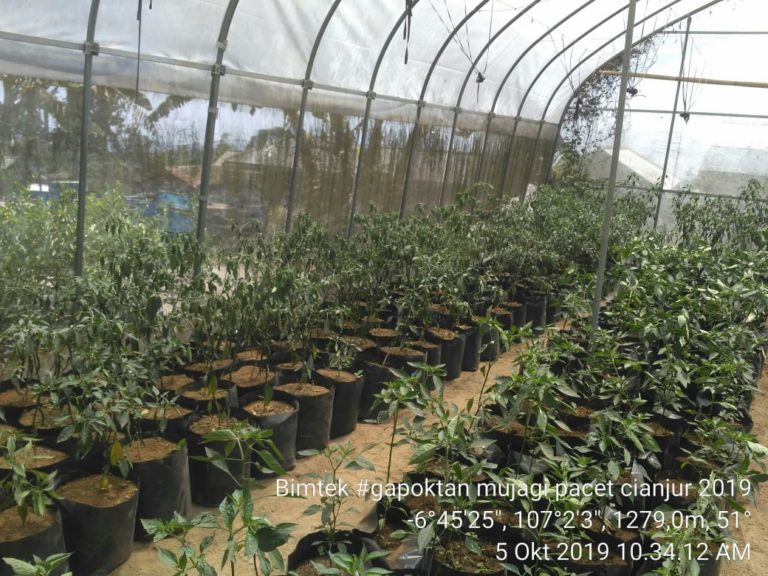 Petani Cianjur Sukses Produksi Cabai dengan Screen House 700 m2