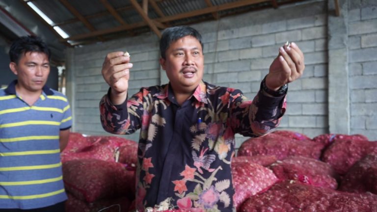 Kementan Minta Semua Pihak Mewaspadai Benih Bawang Putih Oplosan