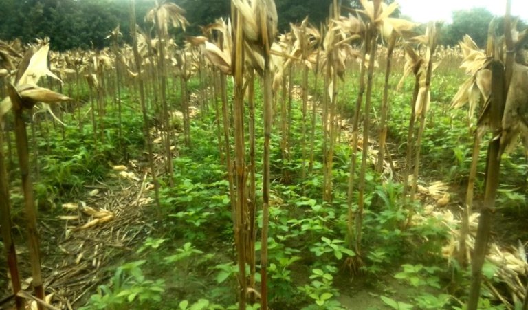Kementan Kejar Produksi Kedelai dengan Penerapan Sistem Tusip