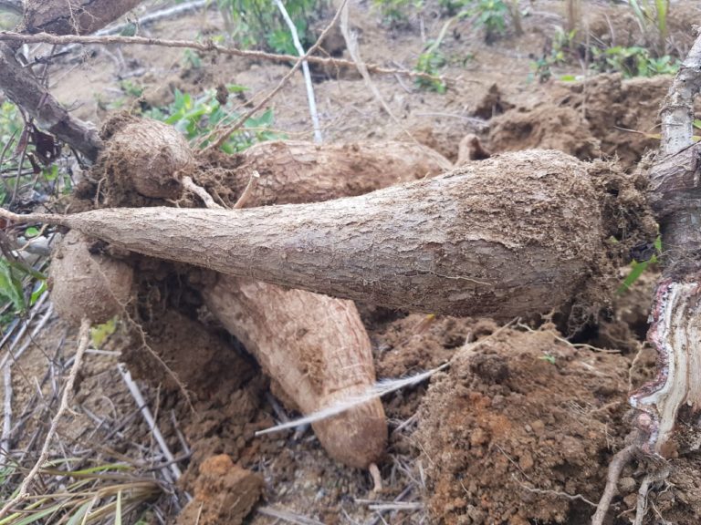 Kementan Dorong Pengembangan Bibit Unggul Ubi Kayu