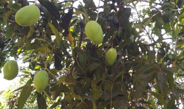 Kementan Dorong Penataan Kawasan Penghasil Mangga di Lombok Utara