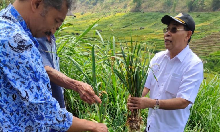 Pemerintah dan Pengusaha Bahu Membahu Kembangkan Bawang Putih