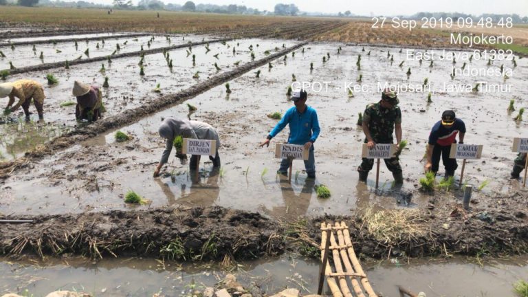 Berkat Bantuan Kementan, Mojokerto Lakukan Gerakan Tanam Padi