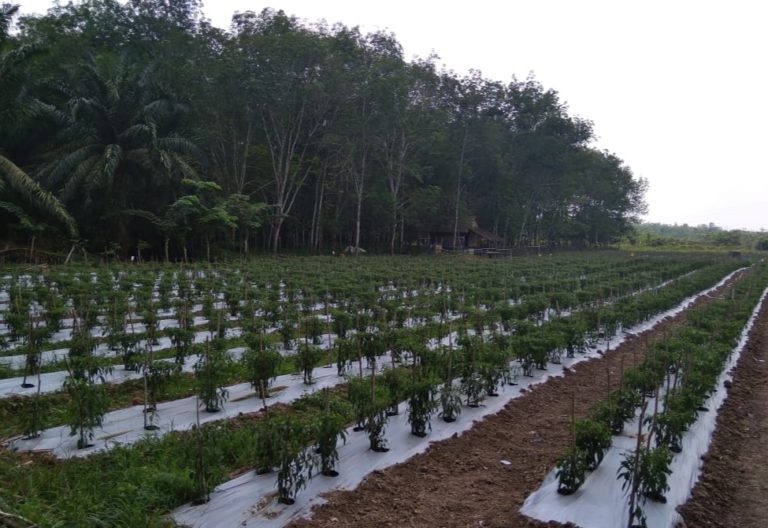 Petani Cabai di Jambi Optimalkan Lahan Tidur