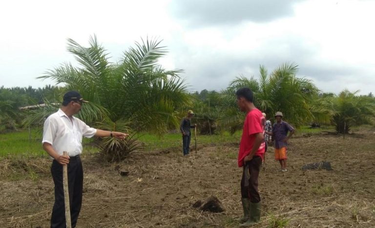 Kementan Dorong Petani Sumbar Tanam Padi di Lahan Kering