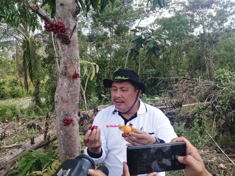 Mencicipi Dua Buah ‘Unik’ dari Konawe Selatan