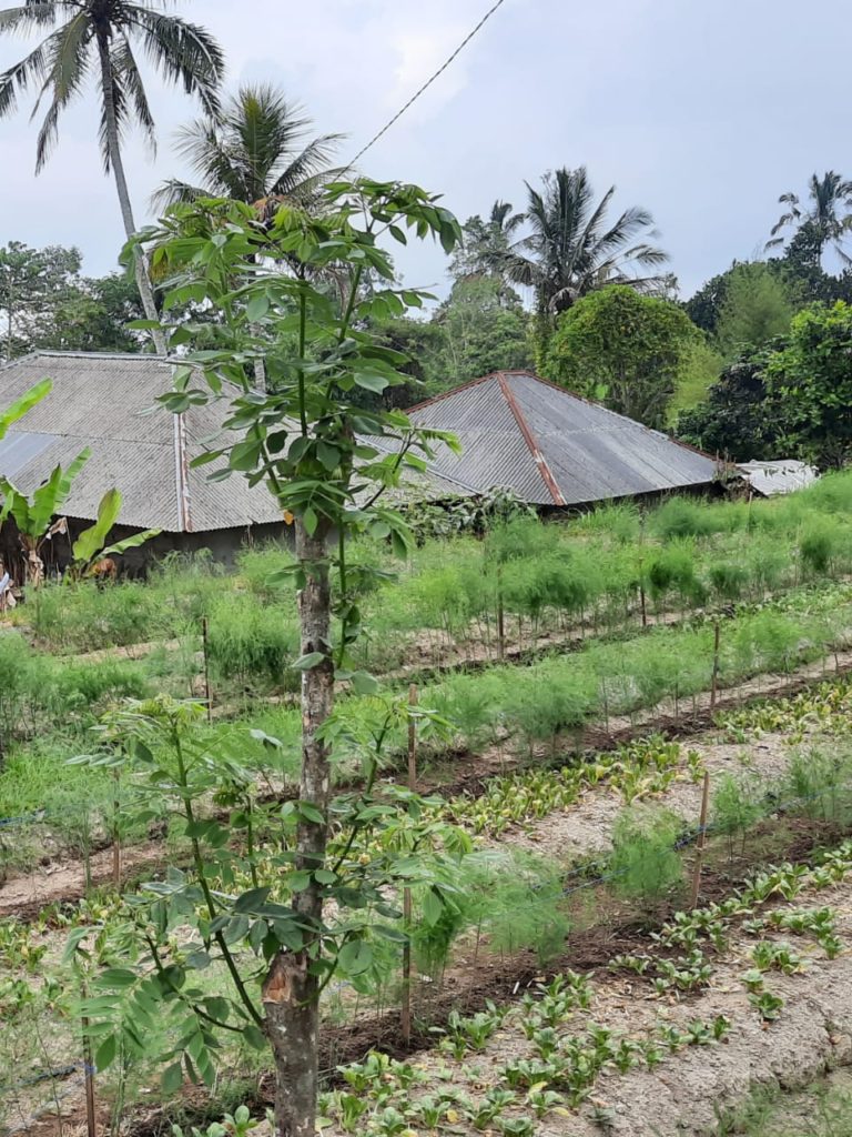 Kementan Dukung Pengembangan Komoditas Hortikultura Organik di Bali