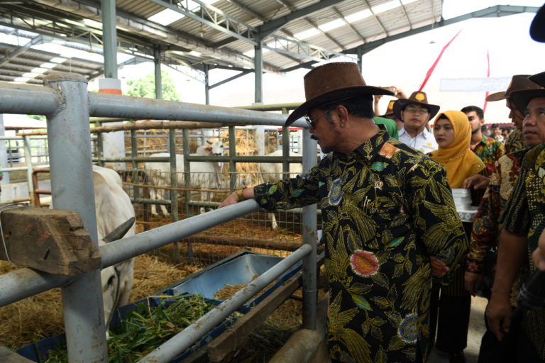 Perbankan diharap aktif dukung sektor peternakan