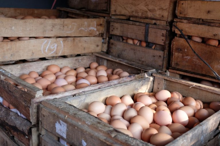 Kementan Investigasi Laporan Telur Ayam Mengandung Dioksin