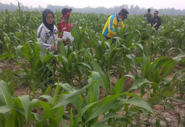 Kementan Kendalikan Hama Jagung dengan Teknologi Ramah Lingkungan