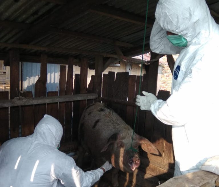 Pemerintah Pastikan Lakukan Penanganan Demam Babi Afrika di Sumut