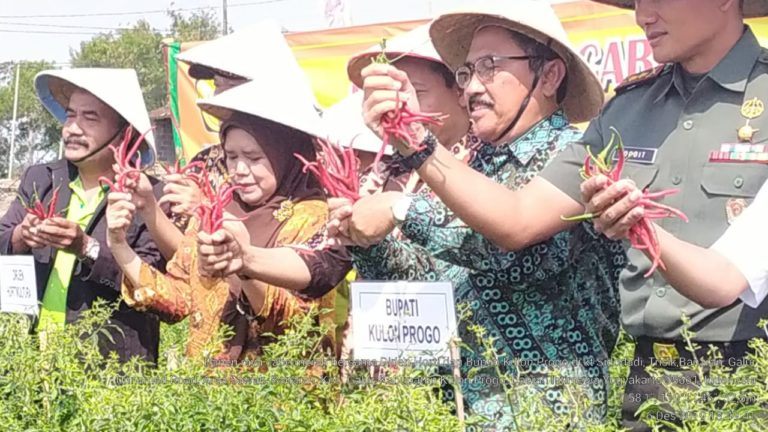 Petani Cabai Kulonprogo Panen Raya, Pasokan Natal dan Tahun Baru Aman