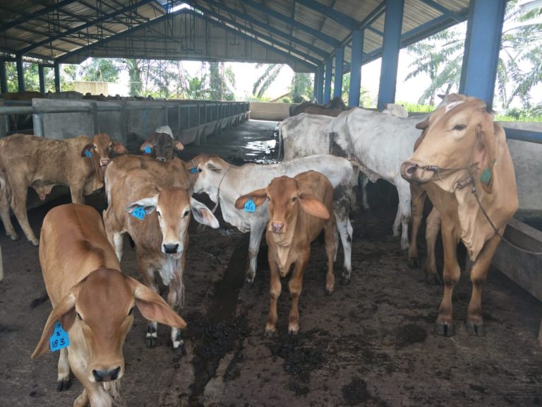 Populasi Sapi Indukan Bantuan Kementan Tahun 2018 Meningkat 5 Persen
