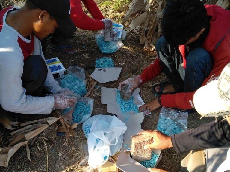 Cara Efektif Amankan Tanaman Padi dari Hama Tikus