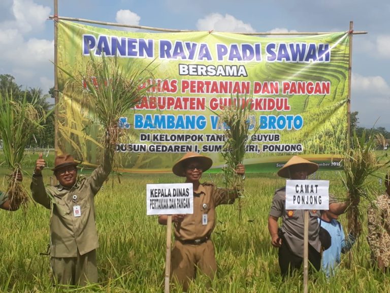 Setelah Panen Raya, Gunungkidul Bersiap Tanam Padi