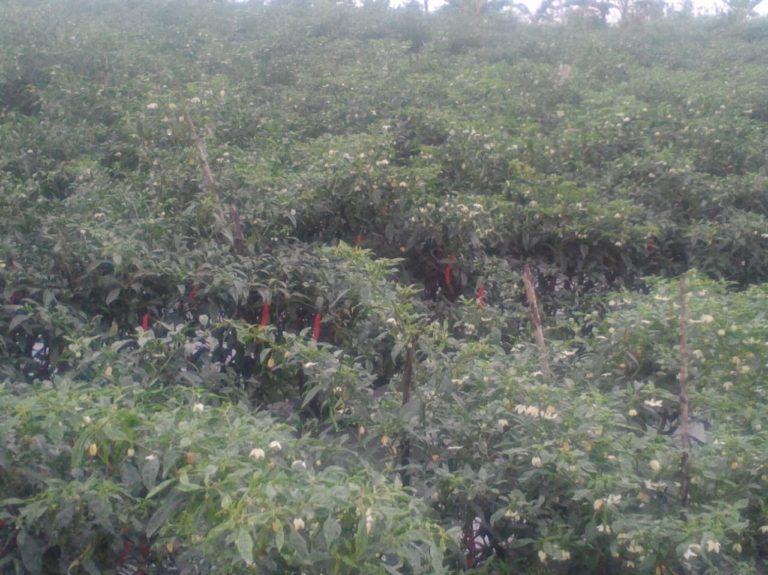 Ditjen Hortikultura Pastikan Pasokan dan Harga Cabai Jelang Natal dan Tahun Baru Stabil