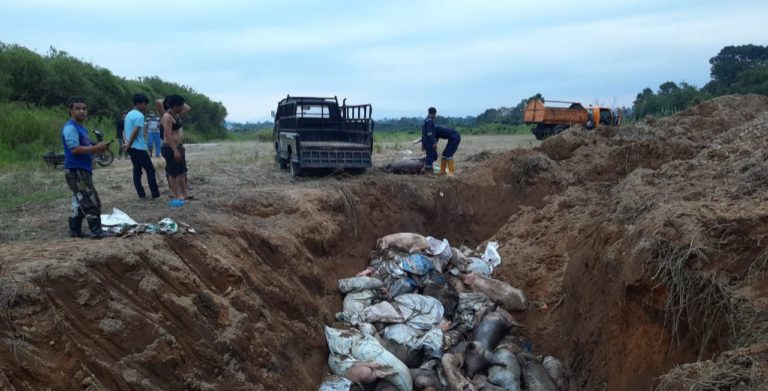 Tim Gerak Cepat Kementan Sudah Bergerak Tangani ASF di Sumut