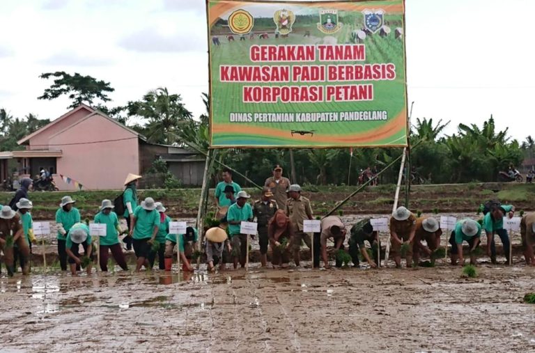 Kementan Dorong Gerakan Tanam pada Kawasan Korporasi Padi Pandeglang