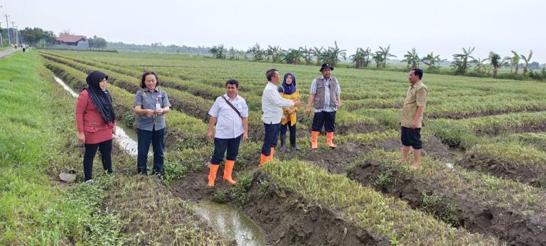Sempat Tergenang Banjir, Produksi Bawang Merah Dipastikan Tetap Aman