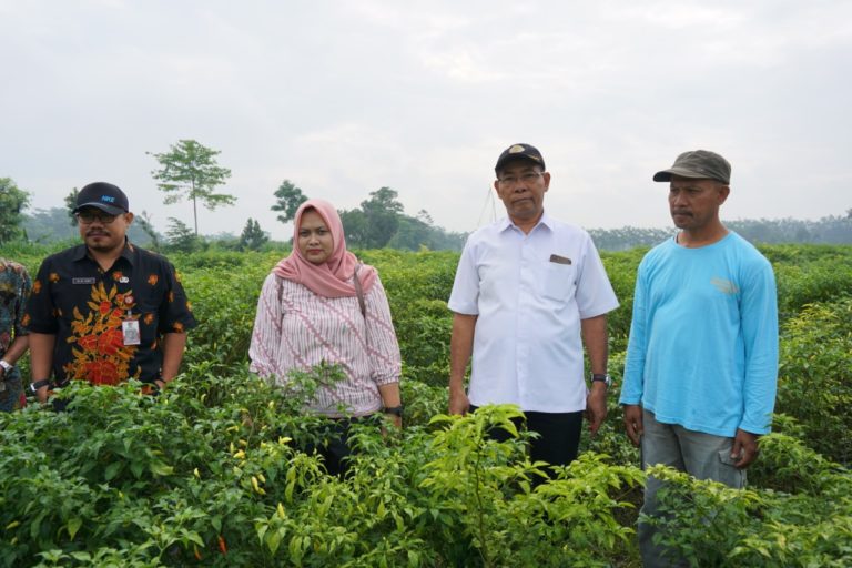 Hasil Panen Kediri dan Blitar Turut Jaga Stabilitas Pasokan Cabai Rawit