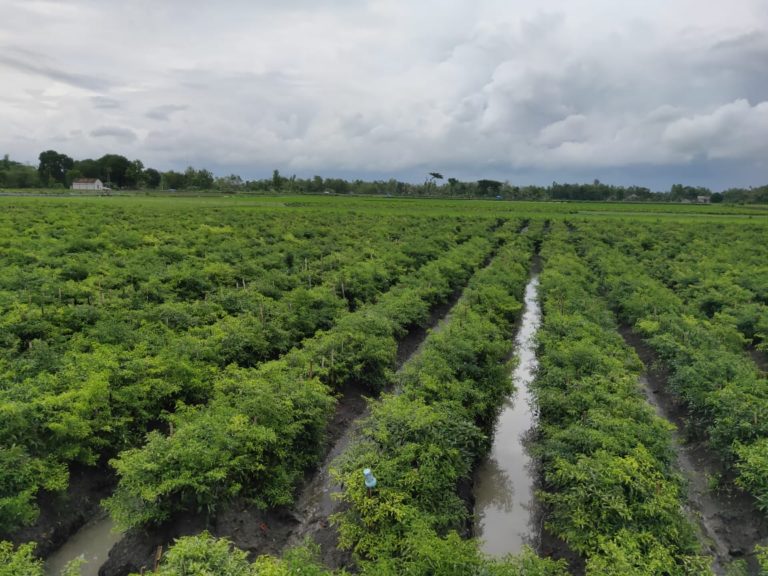 Demak Siap Pasok Bawang Merah dan Cabai Ibu Kota