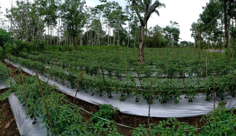 Sleman Siap Amankan Pasokan Cabai ke Jakarta Hingga 3 Bulan ke Depan