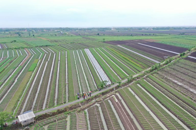 Semarak Tanam Bawang Merah di Pati, Kementan Pastikan Pasokan Aman