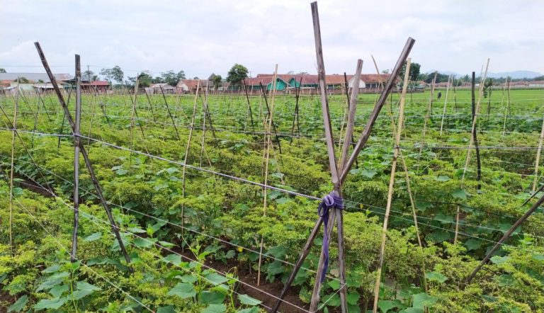 Bandung Barat Jadi Penyangga Cabai Merah Keriting Jabodetabek