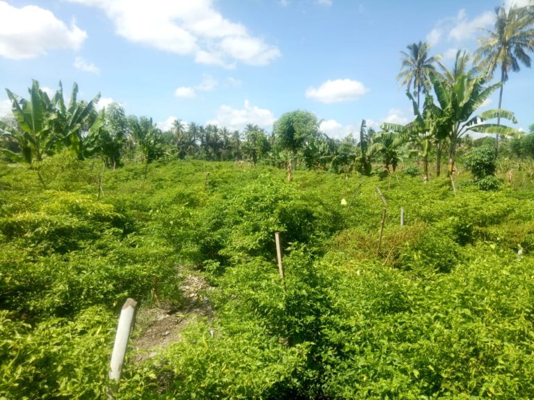 Cuaca Tak Halangi Pasokan Cabai Asal Lombok Timur