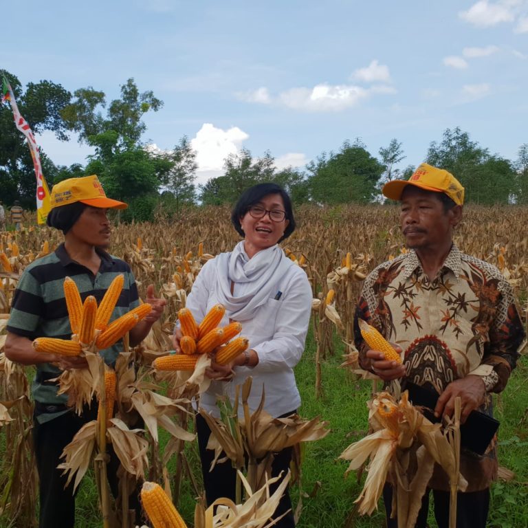 Kementan Pastikan Pasokan Jagung untuk Pakan Awal Tahun 2020 Aman
