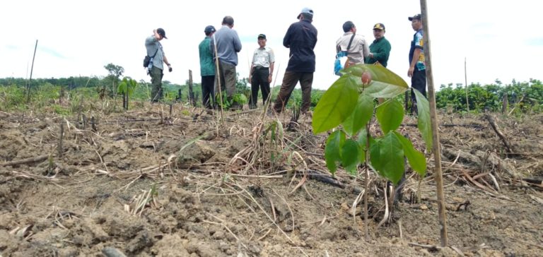 Kementan Kembangkan Jengkol Ratusan Hektar di Banten