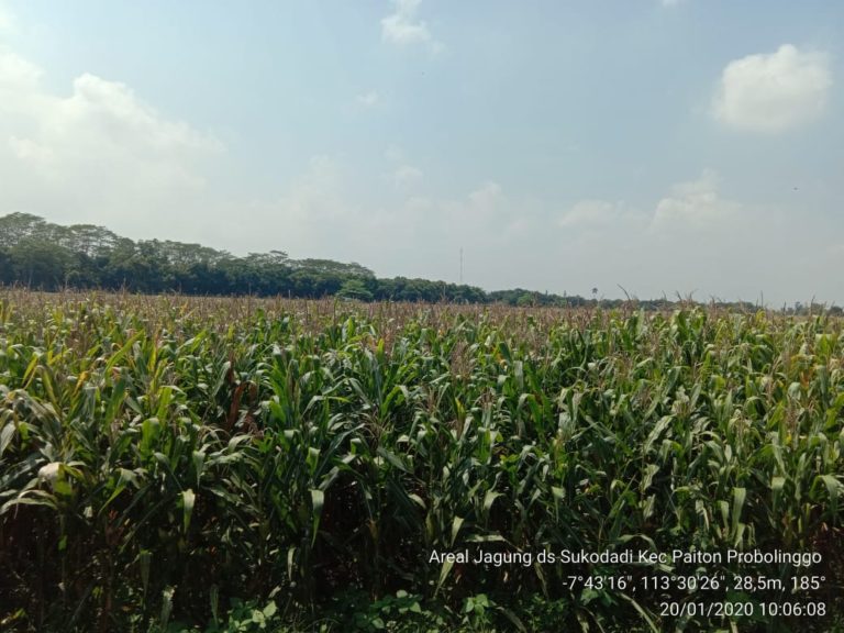 Kementan Catat Peningkatan Pendapatan Petani Jagung di Probolinggo