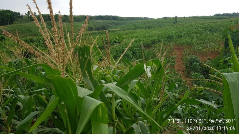 Kementan Dorong Pemanfaatan Lahan Perhutan Sosial untuk Produksi Pangan Nasional