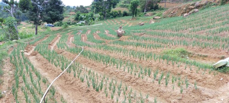 Tanam Bawang Merah Ribuan Hektare Diluar Musim Amankan Pasokan Lebaran