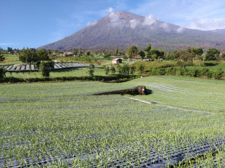 Kementan Keluarkan Early Warning System Ketersediaan Bawang Putih Nasional