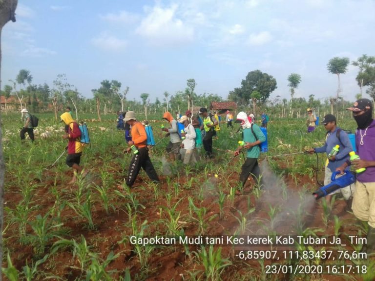 Gerakan Pengendalian Hama Ulat Grayak