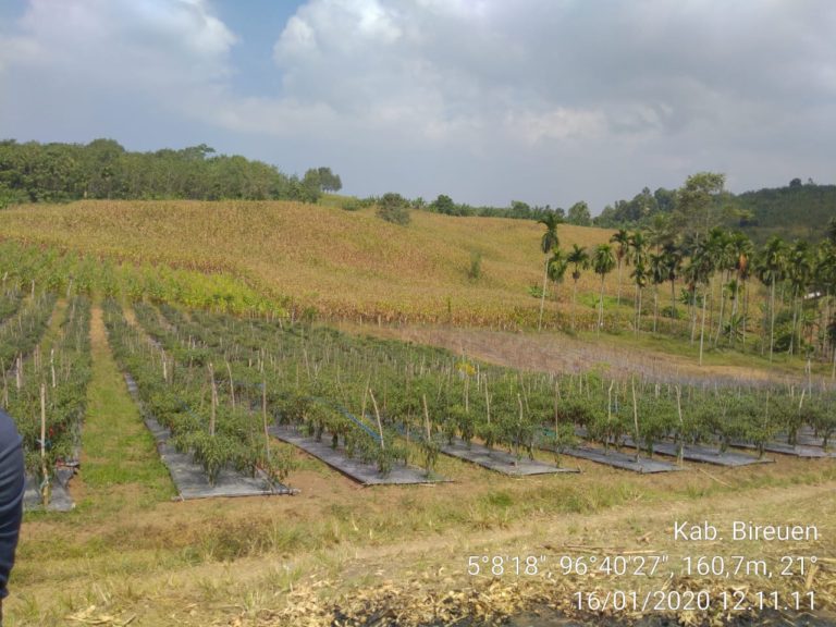 Ditengah Cuaca Ekstrim, Petani di Sejumlah Daerah Panen Raya Jagung