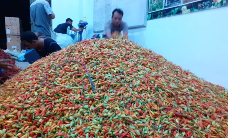Pasokan Lancar, Stok Cabai Diprediksi Aman hingga Idul Fitri