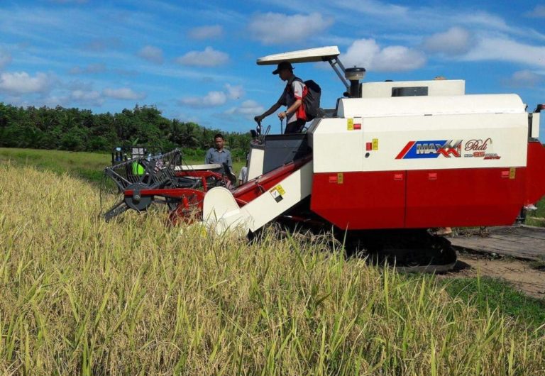 Gubernur Kalteng Tinjau Tanaman Padi Siap Panen di Food Estate Pulang Pisau dan Kapuas